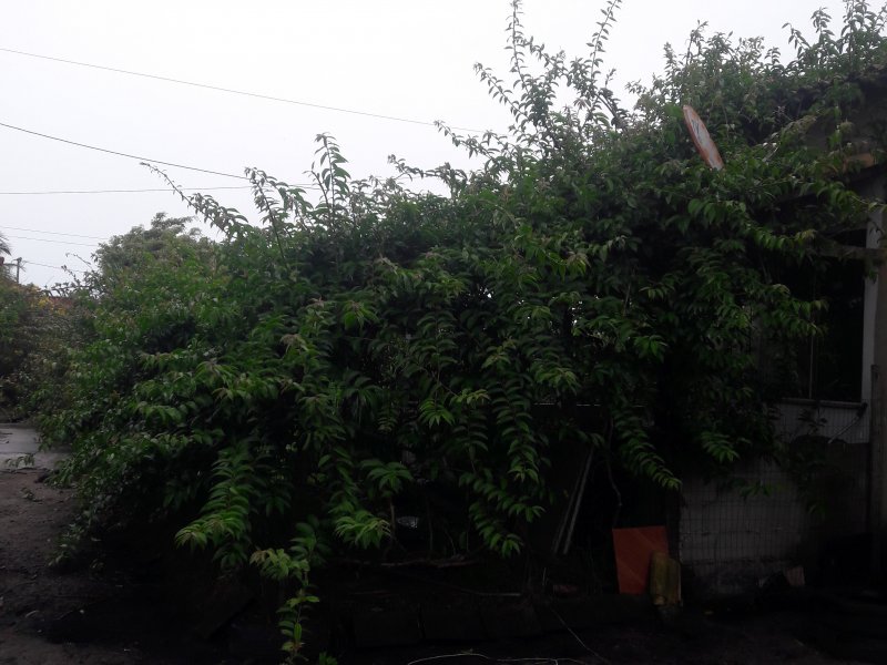 Chácara à venda Bairro Nova Califórnia com 840m² e 2 quartos por R$ 199.000 - 1346627042-20191212-120052.jpg
