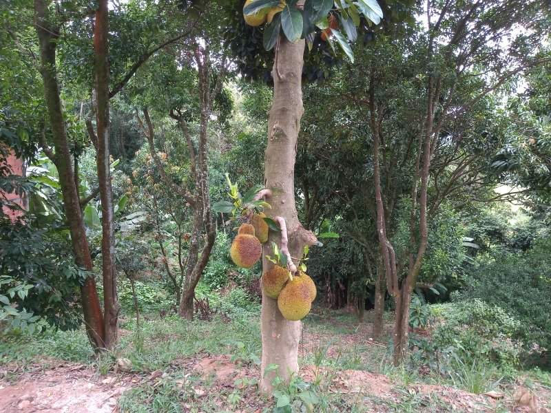 Chácara à venda Aldeia Primavera com 1750m² e 2 quartos por R$ 500.000 - 1685908748-img-20200117-142615027.jpg