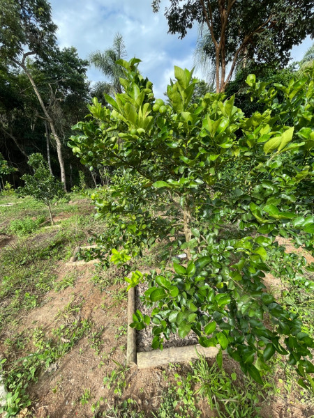 Chácara à venda Centro com 2000m² e 3 quartos por R$ 1.200.000 - 1025132076-whatsapp-image-2023-01-02-at-18.jpeg