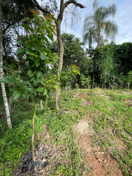 Chácara à venda Centro com 2000m² e 3 quartos por R$ 1.200.000 - 1244938147-whatsapp-image-2023-01-02-at-18.jpeg