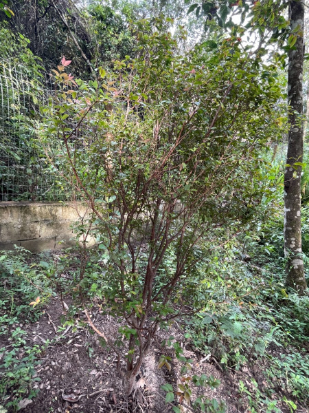 Chácara à venda Centro com 2000m² e 3 quartos por R$ 1.200.000 - 1351477019-whatsapp-image-2023-01-02-at-18.jpeg