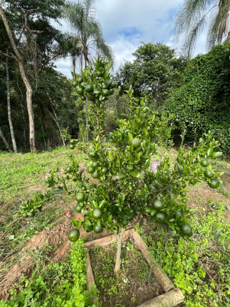 Chácara à venda Centro com 2000m² e 3 quartos por R$ 1.200.000 - 1683000657-whatsapp-image-2023-01-02-at-18.jpeg