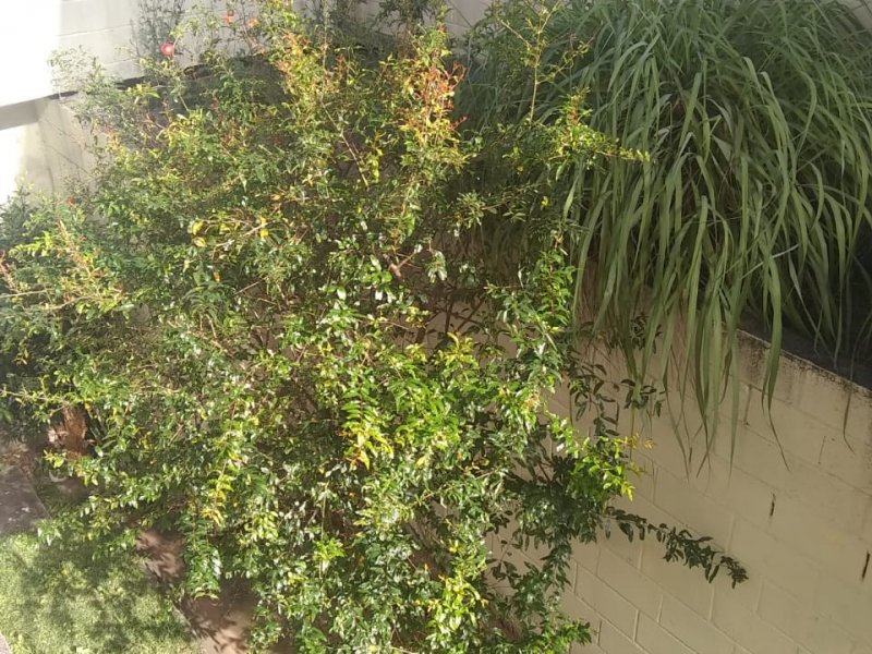 Apartamento à venda Vila Indiana com 43m² e 2 quartos por R$ 180 - 37212125-whatsapp-image-2020-05-11-at-18.jpeg