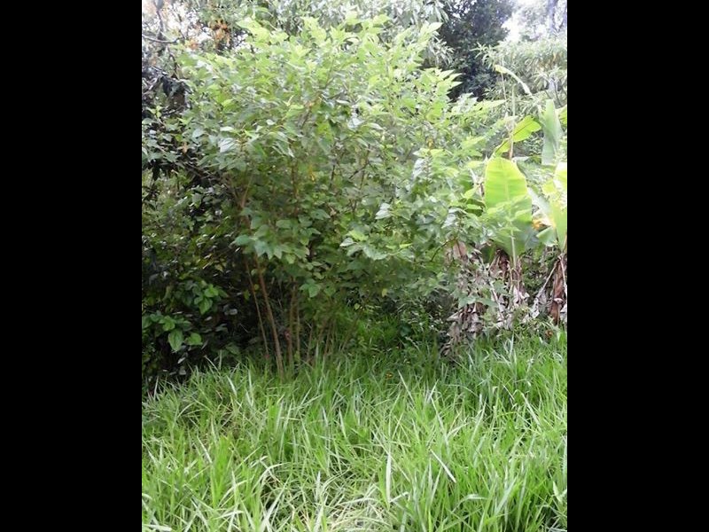 Terreno à venda Dos Pratas com 485m² e  quartos por R$ 50.000 - 1093182295-97676335-174728870488319-8748162952416198656-n-1.jpg