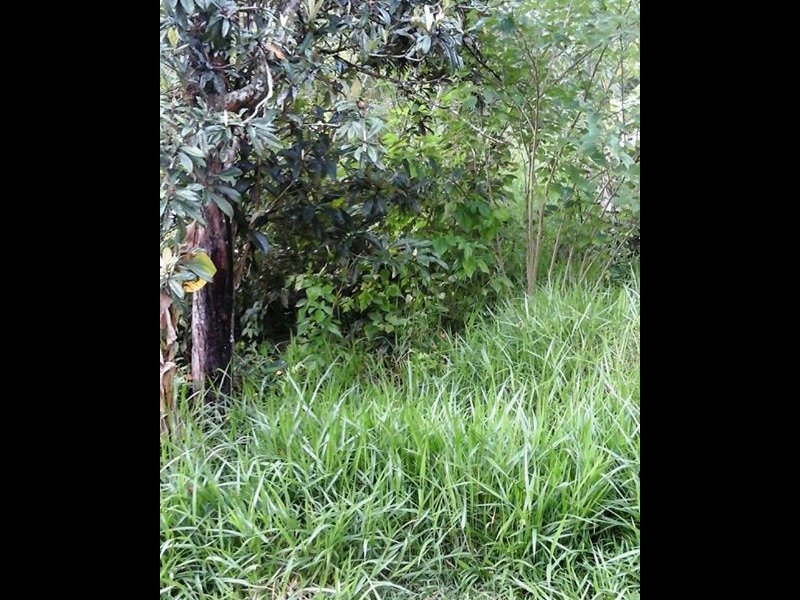 Terreno à venda Dos Pratas com 485m² e  quartos por R$ 50.000 - 1983097826-97058792-725890624850940-3004319169601601536-n-1.jpg