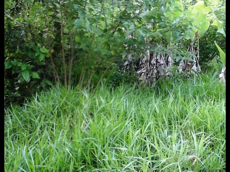 Terreno à venda Dos Pratas com 485m² e  quartos por R$ 50.000 - 32488974-96801175-3315387468485080-3046525641420701696-n-1.jpg