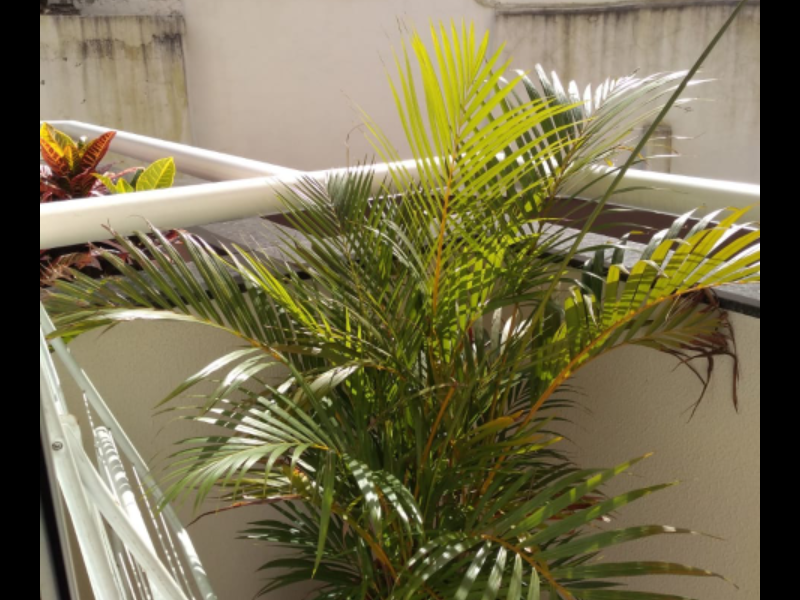 Apartamento à venda Chácara Sergipe com 54m² e 2 quartos por R$ 280.000 - 11158122-screenshot-20200516-1723402.png