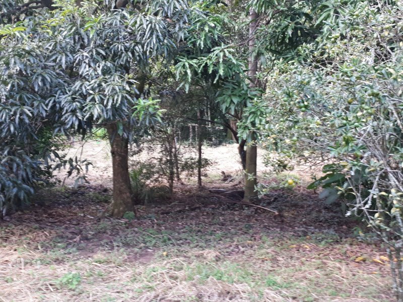 Casa de condomínio à venda Recanto das Flores com 6000m² e 2 quartos por R$ 1.100.000 - 1295356570-20200229-182603.jpg