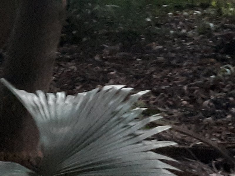 Casa de condomínio à venda Recanto das Flores com 6000m² e 2 quartos por R$ 1.100.000 - 794839751-20200229-183156.jpg