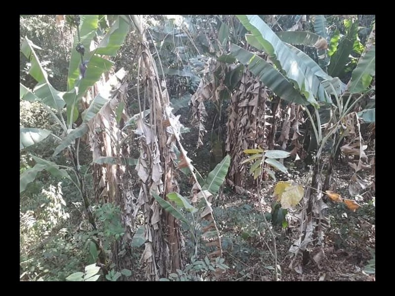 Terreno à venda Centro com 1500m² e  quartos por R$ 90.000 - 1288315406-fb-img-1590685638583.jpg