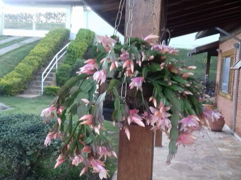 Casa de condomínio à venda Recanto Universitário com 1080m² e 3 quartos por R$ 650.000 - 1672116493-fb-img-1589651970259.jpg