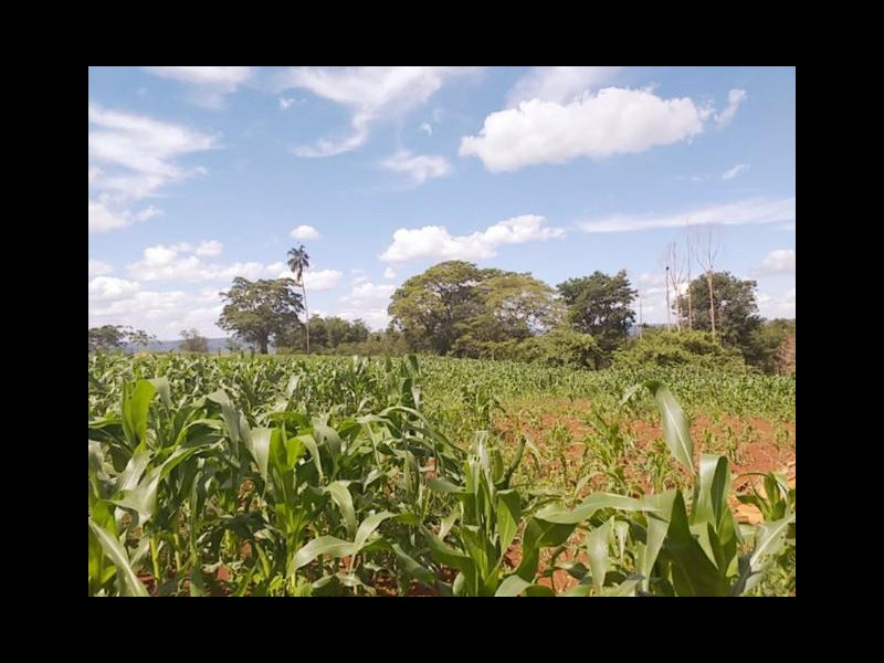 Chácara à venda Estrada Pau furado Alvorada com 22000m² e 2 quartos por R$ 480.000 - 1058527551-3.jpg