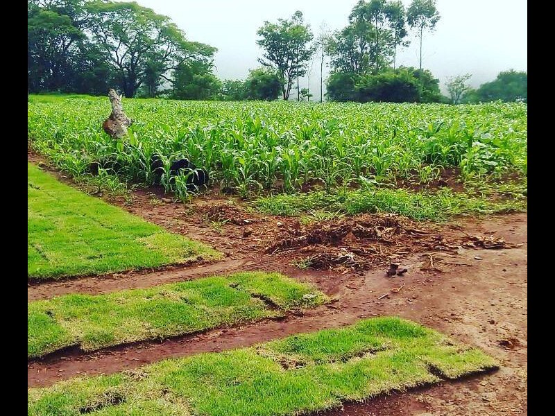 Chácara à venda Estrada Pau furado Alvorada com 22000m² e 2 quartos por R$ 480.000 - 1115703573-001.jpg