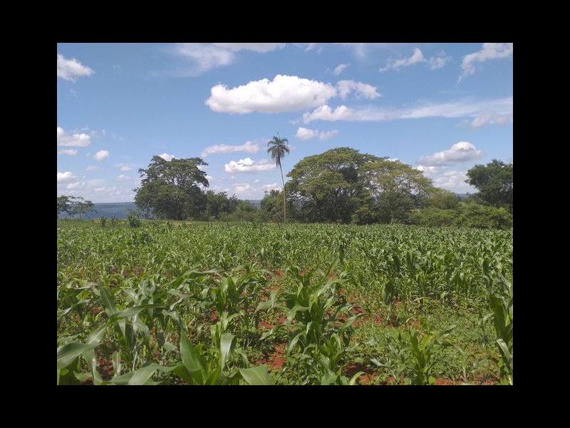 Chácara à venda Estrada Pau furado Alvorada com 22000m² e 2 quartos por R$ 480.000 - 489401918-6-copia.jpg