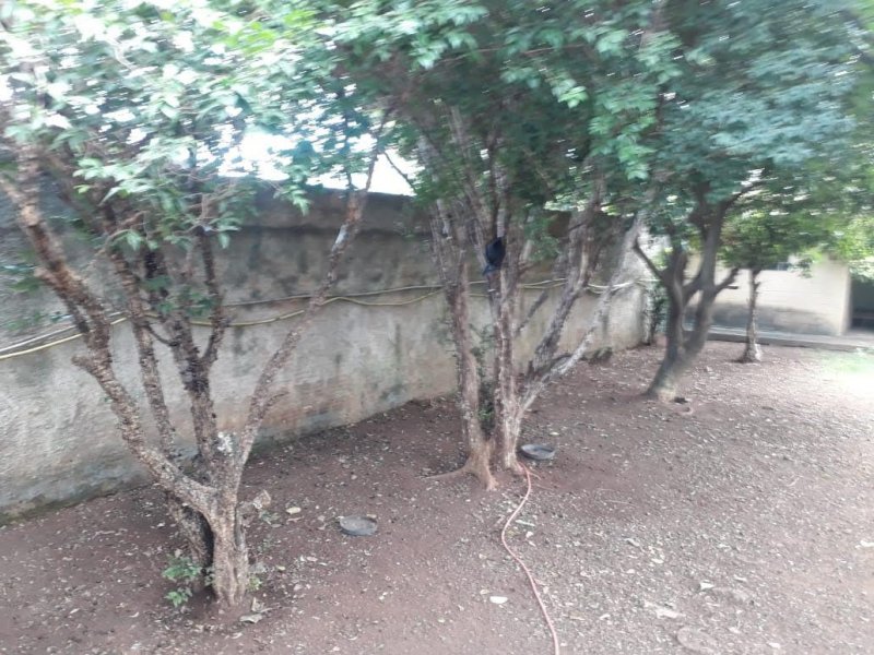 Chácara à venda João Aranha com 300m² e 3 quartos por R$ 7 - 671784386-whatsapp-image-2020-05-24-at-11.jpeg