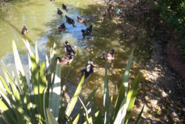 Casa à venda Jardim Rio das Pedras com 120m² - 3 dormitórios -  vagas - R$ 475.000 - 64957813-screenshot-20200605-1653402.png