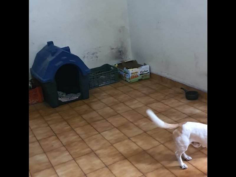 Casa à venda Vila Bela Vista com 201m² e 2 quartos por R$ 600.000 - 1497400712-img-20200615-wa0028.jpg