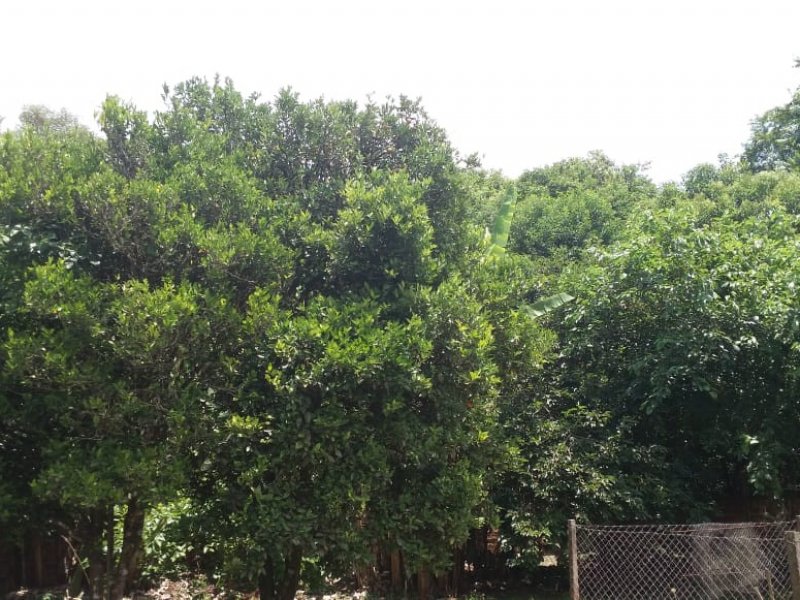 Chácara à venda Sao caetano com 200m² e 4 quartos por R$ 400.000 - 451877752-img-20200617-wa0037.jpg