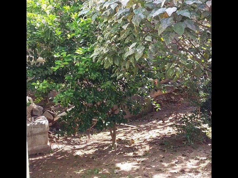 Casa à venda Jardim Beatriz com 642m² e 5 quartos por R$ 1.100.000 - 132389960-img-20200424-wa0086.jpg