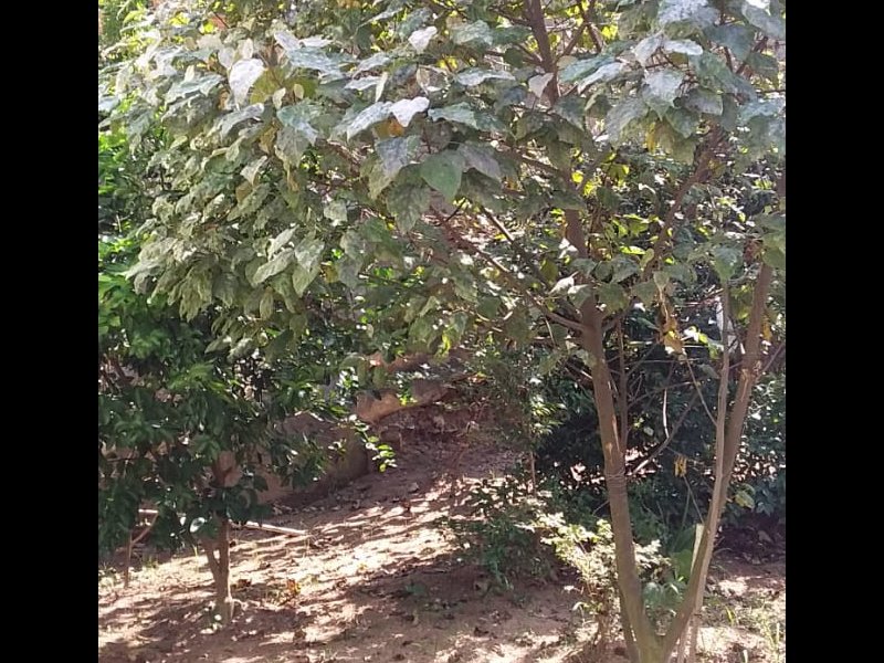 Casa à venda Jardim Beatriz com 642m² e 5 quartos por R$ 1.100.000 - 1457757086-img-20200424-wa0089.jpg