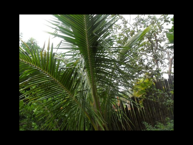 Chácara à venda portela com 650m² e 4 quartos por R$ 180.000 - 1540999765-102878348-280486989798045-9038652055736961497-n.png
