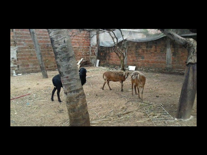 Terreno à venda Cidade Nova com 1730m² e  quartos por R$ 70.000 - 1605592770-21d15ec9-ca57-4651-9518-647a7a109bfc.jpg