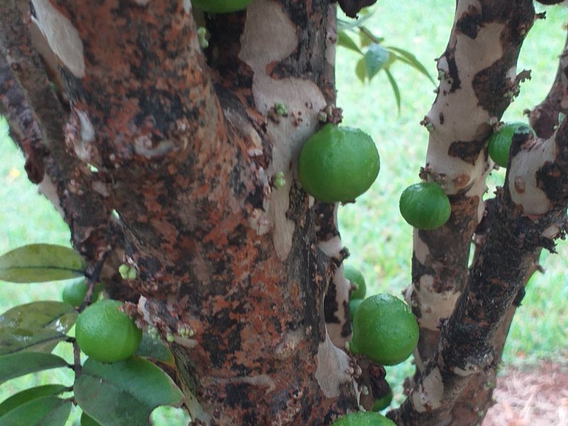 Casa de condomínio à venda Condomínio Monte Belo com 270m² e 3 quartos por R$ 1.450.000 - 1315619583-20200319-103058.jpg