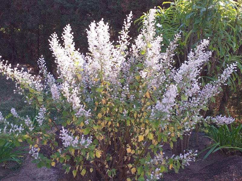 Casa de condomínio à venda Condomínio Monte Belo com 270m² e 3 quartos por R$ 1.450.000 - 1752203227-20200622-161634.jpg