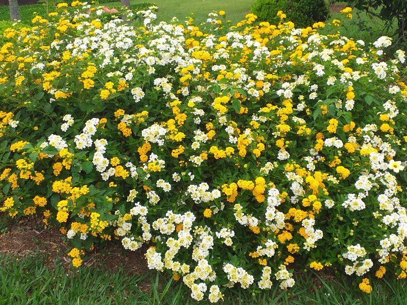 Casa de condomínio à venda Condomínio Monte Belo com 270m² e 3 quartos por R$ 1.450.000 - 1787769292-20200319-102935.jpg