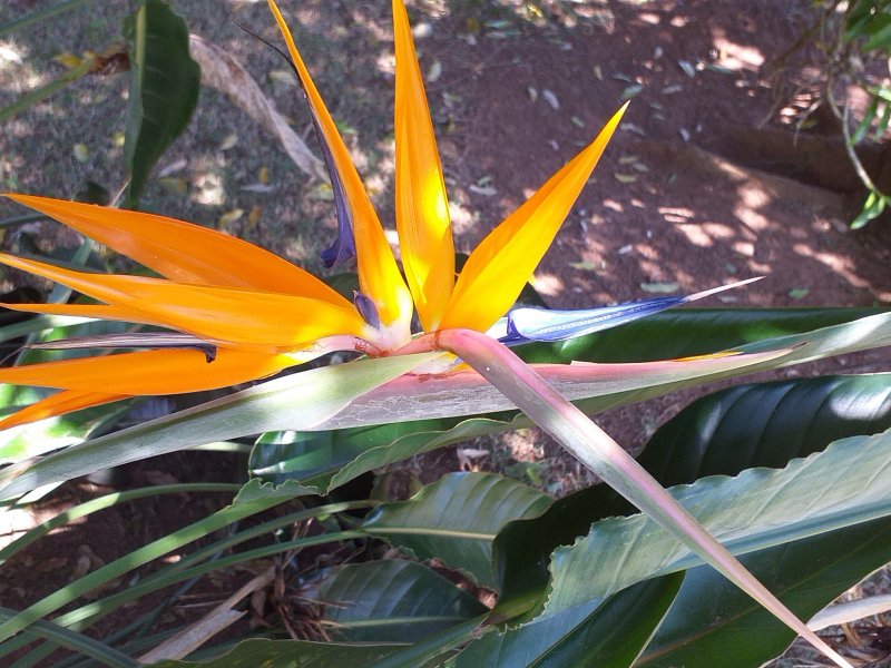 Casa de condomínio à venda Condomínio Monte Belo com 270m² e 3 quartos por R$ 1.450.000 - 694776505-20200526-124406.jpg