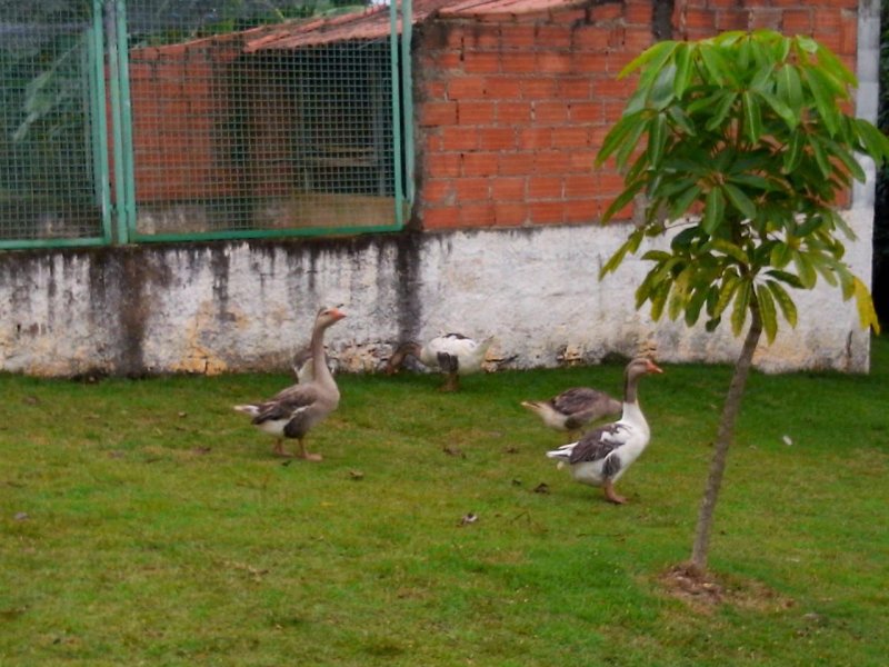 Chácara à venda douradinho com 300m² e 3 quartos por R$ 650.000 - 74900889-39fb6829-6da3-4ced-8c4d-e5df25354f6a.jpg