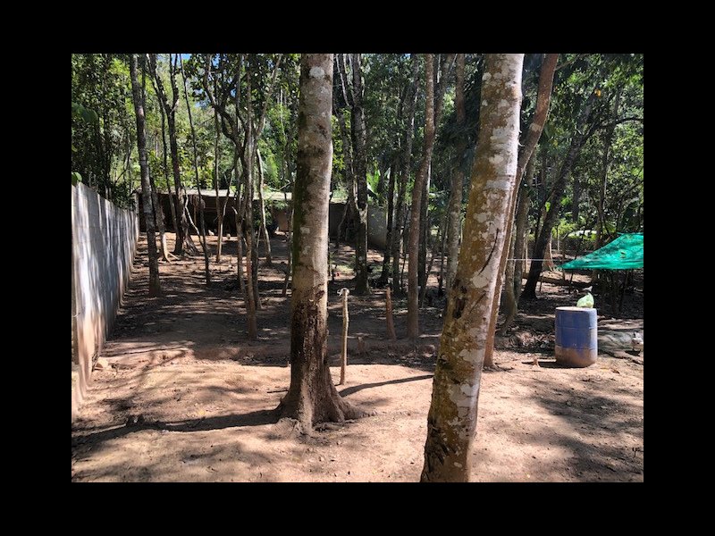 Terreno à venda Palmeiras com 2800m² e  quartos por R$ 200.000 - 1169644630-img-4597.jpg