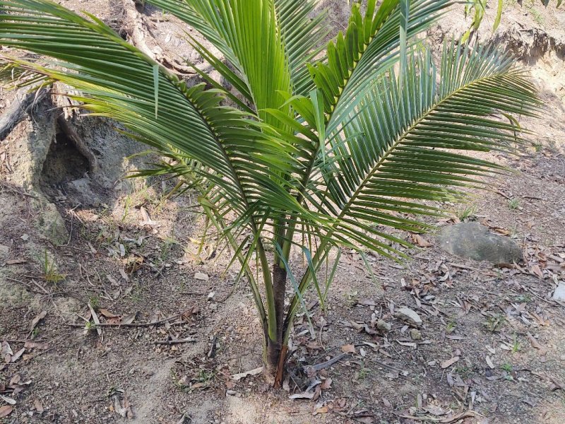 Terreno à venda Barra de Guaratiba com 1406m² e  quartos por R$ 230.000 - 839317602-3f7b6792-4fa7-4e27-ba01-ebce895c4ea0.jpg