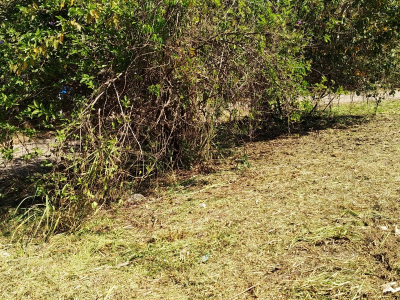 Terreno à venda Jardim Renascença com 2500m² e  quartos por R$ 580.000 - 2097126950-img-20200813-112955.jpg