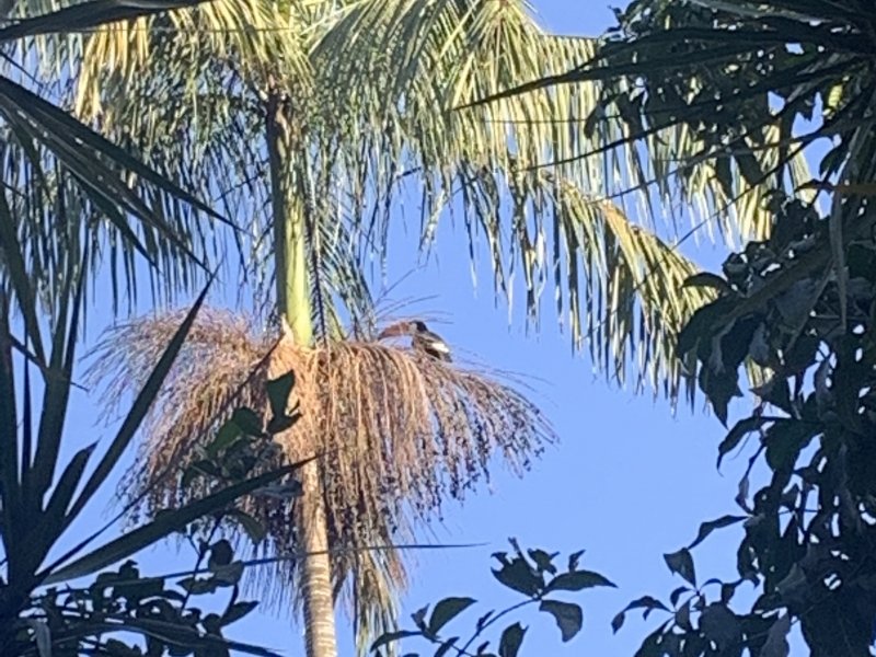 Chácara à venda Jardim Rancho Alegre com 1500m² e 5 quartos por R$ 2.500.000 - 572787861-img-2065.JPG