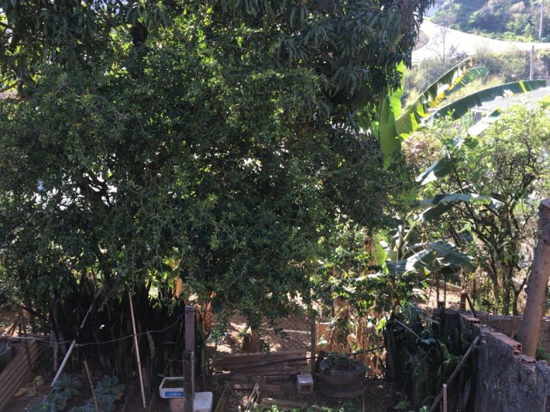 Casa à venda Jardim Europa com 803m² e 8 quartos por R$ 700.000 - 279127385-a410f639-acb6-4edf-ae5e-a08fa439ff6d.jpeg