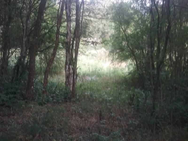 Chácara à venda Centro com 10000m² e 1 quarto por R$ 167.000 - 247858507-20200414-161903.jpg