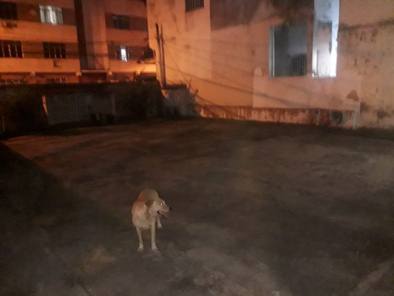 Casa à venda Jardim Vinte e Cinco de Agosto com 420m² e 4 quartos por R$ 1.200.000 - 1007283484-whatsapp-image-2020-09-14-at-19.jpeg