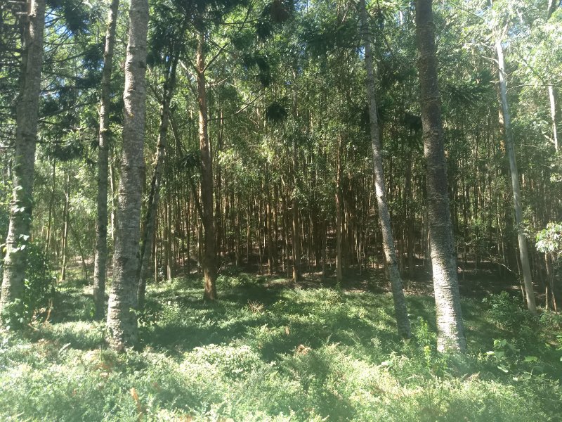 Terreno à venda Pouso Frio com 1000m² e  quartos por R$ 450.000 - 1486499095-img-20190420-121144650.jpg