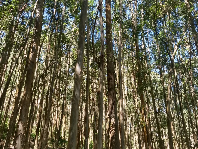 Terreno à venda Pouso Frio com 1000m² e  quartos por R$ 450.000 - 1854207257-img-20190420-123306203-hdr.jpg