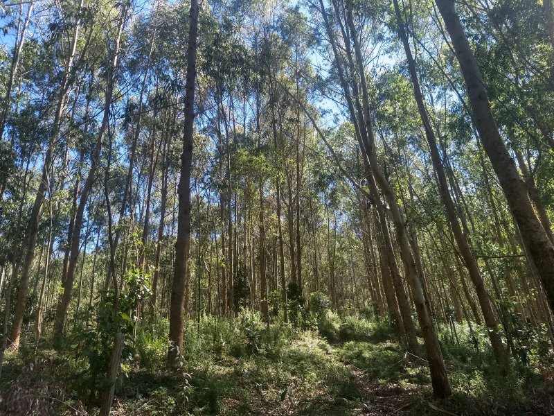 Terreno à venda Pouso Frio com 1000m² e  quartos por R$ 450.000 - 1977112812-img-20190420-122125195-hdr.jpg