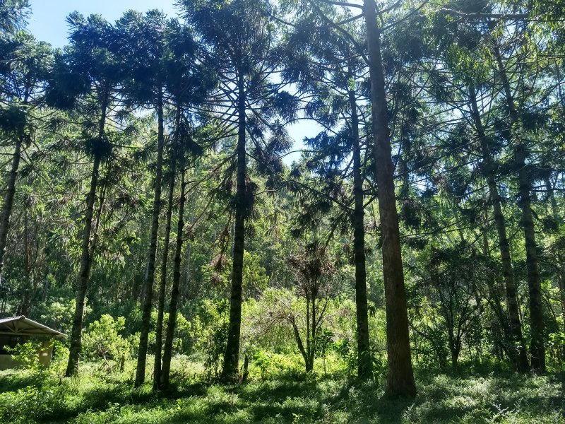 Terreno à venda Pouso Frio com 1000m² e  quartos por R$ 450.000 - 2086785803-img-20190420-123255696-hdr.jpg