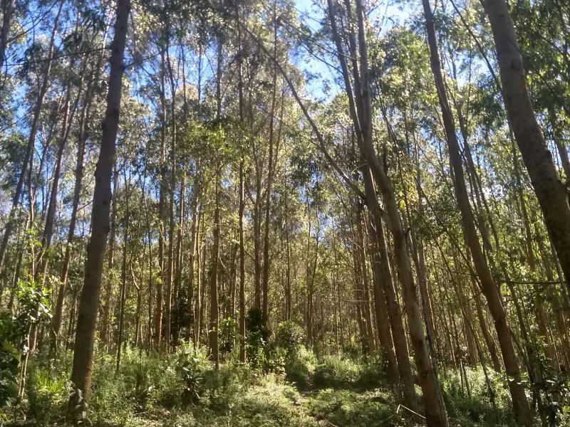 Terreno à venda Pouso Frio com 1000m² e  quartos por R$ 450.000 - 333615919-img-20190420-122127449-hdr.jpg