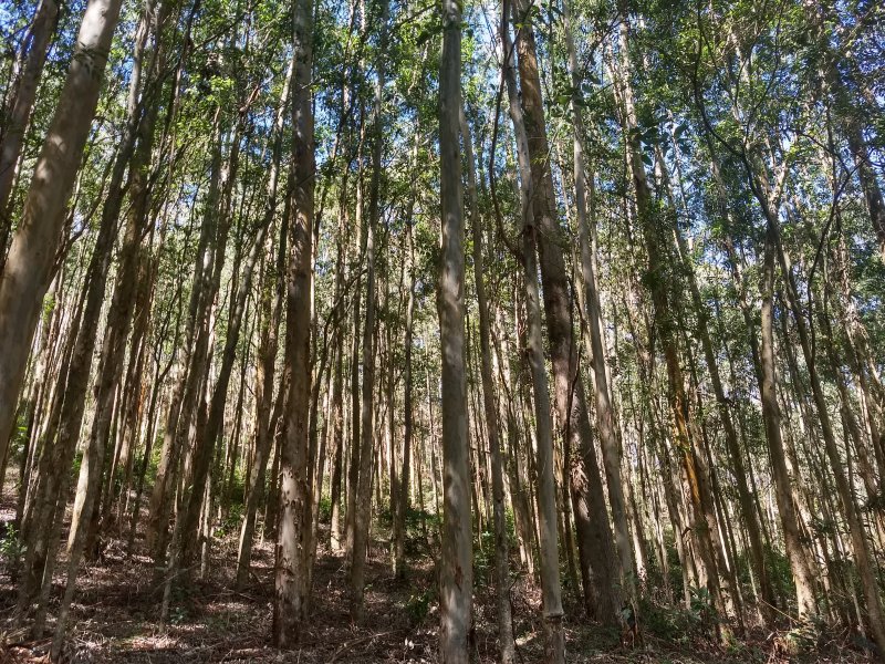 Terreno à venda Pouso Frio com 1000m² e  quartos por R$ 450.000 - 514862901-img-20190420-123303754-hdr.jpg