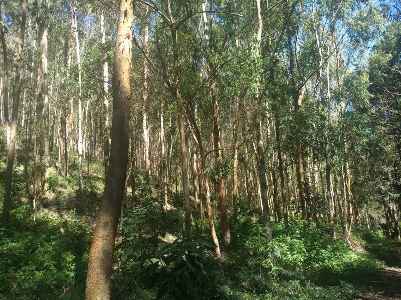Terreno à venda Pouso Frio com 1000m² e  quartos por R$ 450.000 - 706960668-img-20190420-122410806.jpg