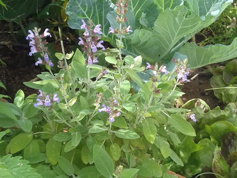 Casa à venda Igará com 340m² e 3 quartos por R$ 850.000 - 270612831-07-patio-fundos.jpg