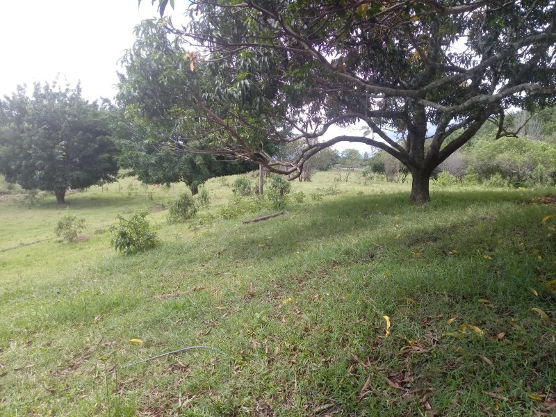 Sítio à venda Jardim das Palmeiras com 25m² e 4 quartos por R$ 742.000 - 1200905703-20200103-143939.jpg
