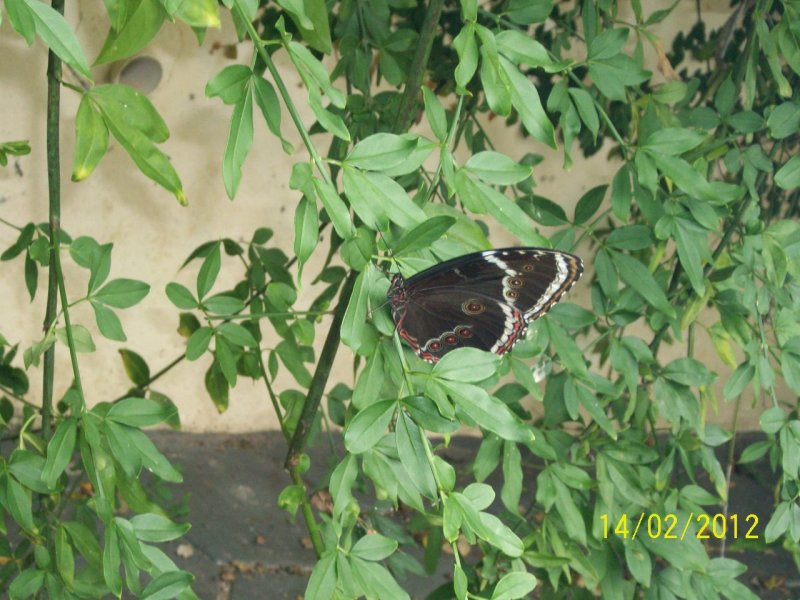 Chácara à venda Distrito Industrial com 500m² e 4 quartos por R$ 1.400.000 - 1766953330-100-54121-copia.JPG