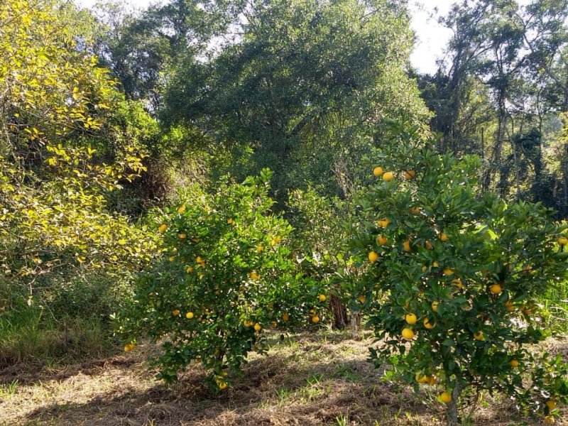Chácara à venda Itu com 7000m² e 2 quartos por R$ 250.000 - 2092301940-a7a7293e-1b3b-4e6f-a152-da2cad530410.jpeg