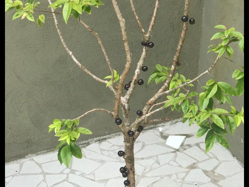 imóvel com 168m² - Jardim Recanto Suave - Cotia